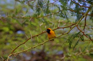 748 Namibia Okt 2006 Maskenweber-Vogel.JPG